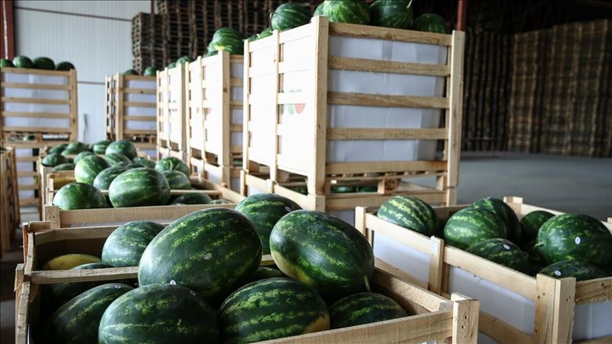Watermelon export