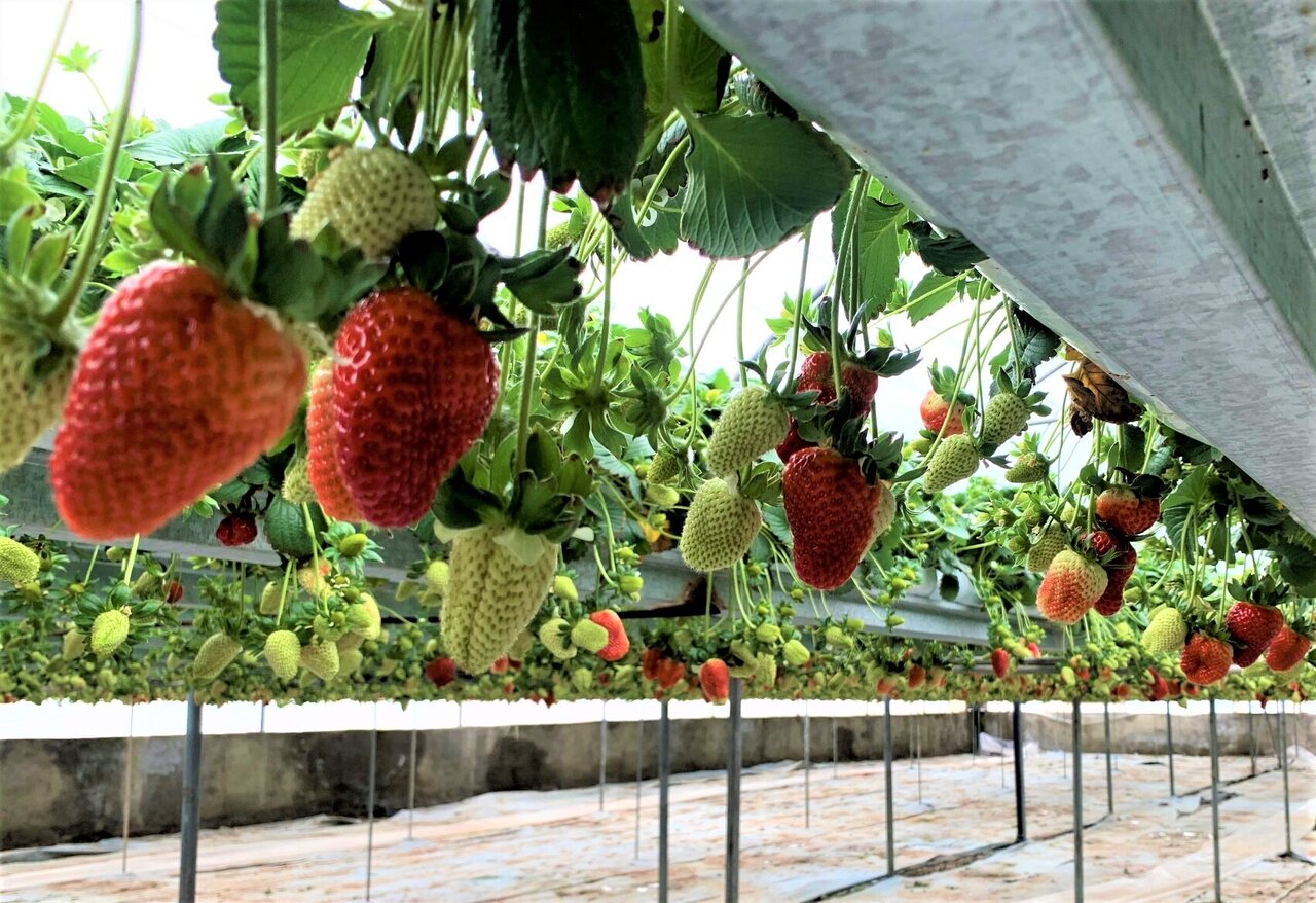 greenhouse cultivation