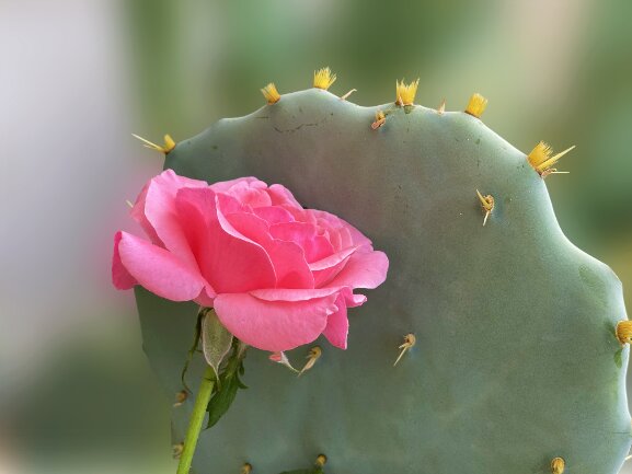 Ornamental plants