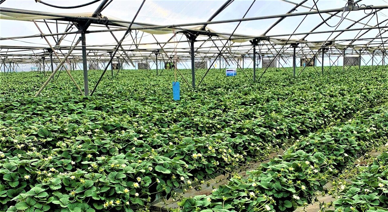Greenhouse cultivation