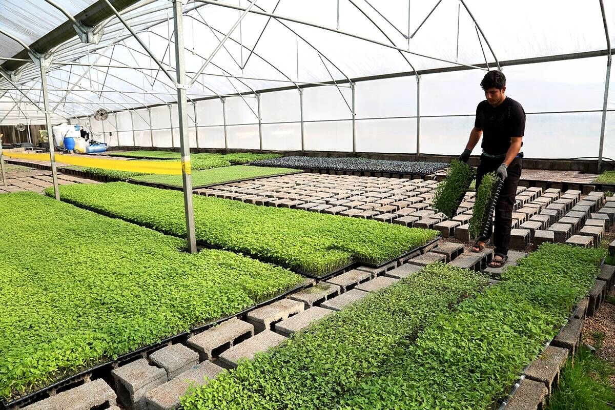 Medicinal plants sector creates over 5,500 jobs