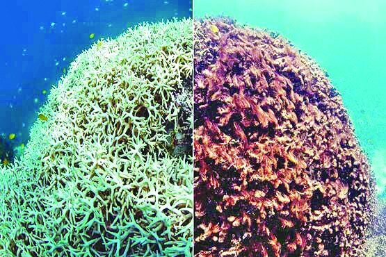 Climate change causes coral bleaching in Indian Ocean: expert