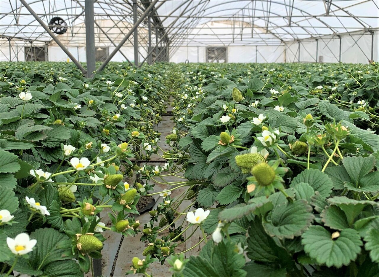 Greenhouse