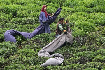 Ramsar to host tea festival