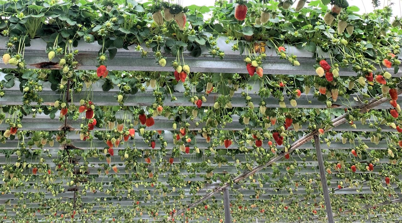 6,800 tons of products produced in Kordestan greenhouses per annum