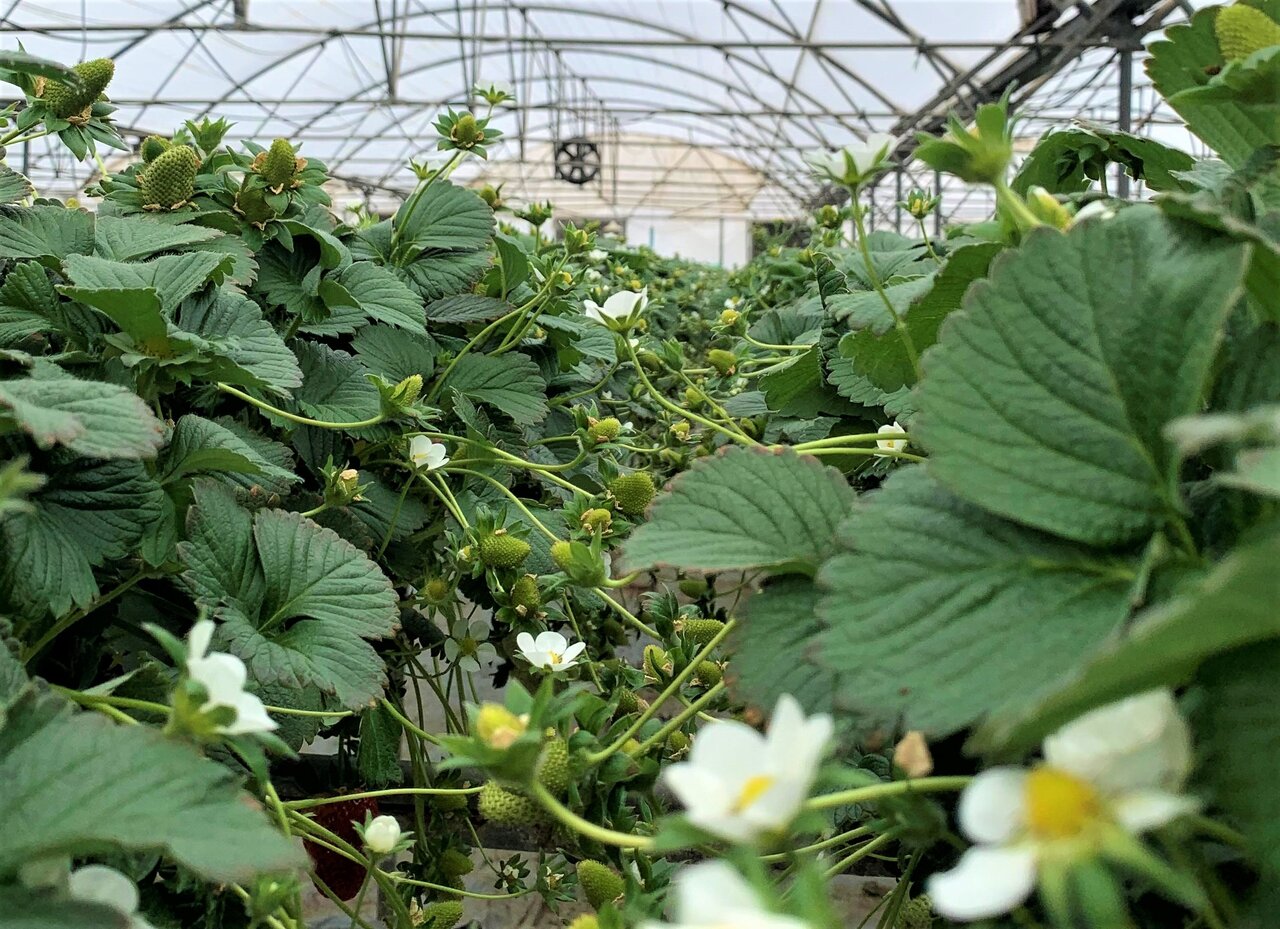 Ardebil greenhouses