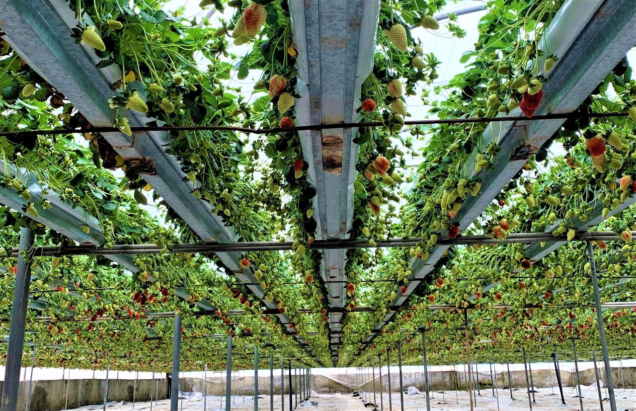 Greenhouse cultivation