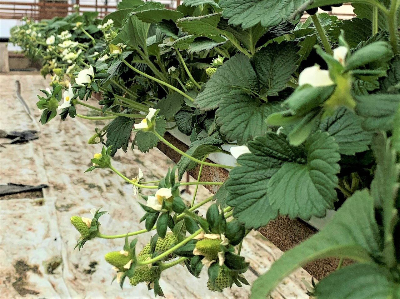 greenhouse