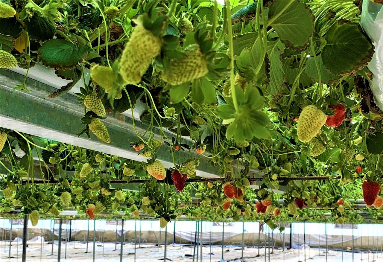 Kordestan greenhouses