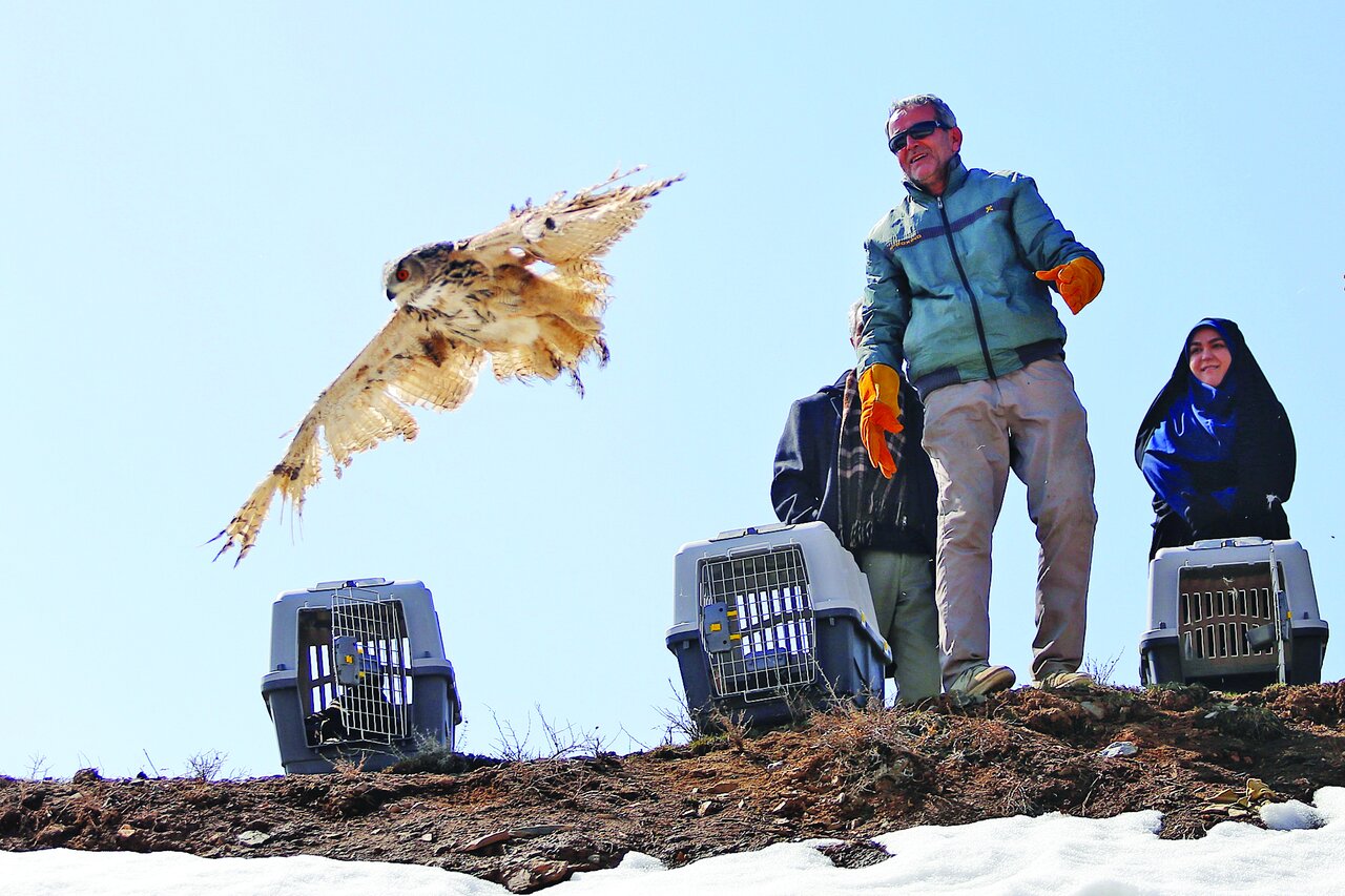 Rehabilitated birds back into the wild