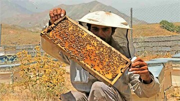 honey production