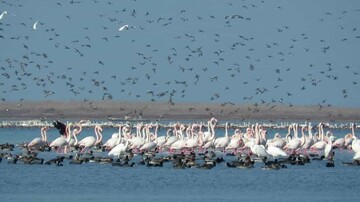 Bushehr wetlands hosting over 70,000 migratory birds