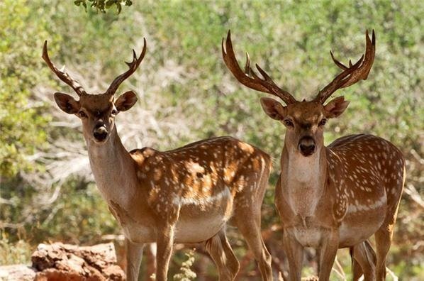 Human interference threatens wildlife