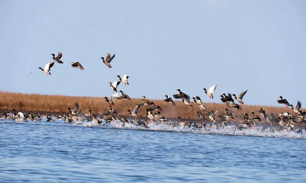 Wetlands still facing water shortage despite precipitations