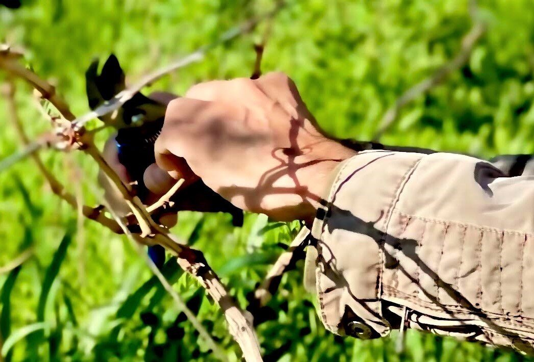 Pruning