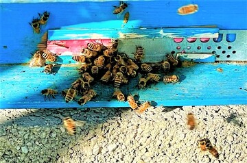 honey production