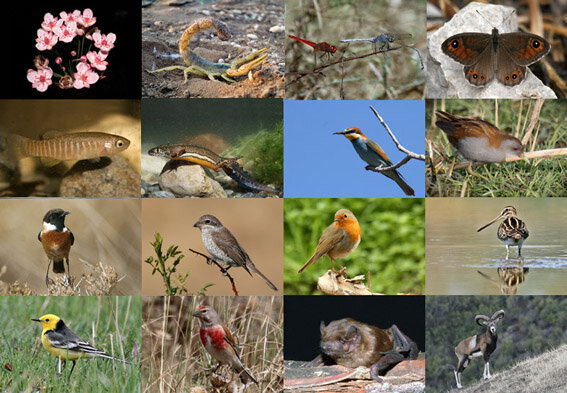 Biodiversity protection is a social responsibility