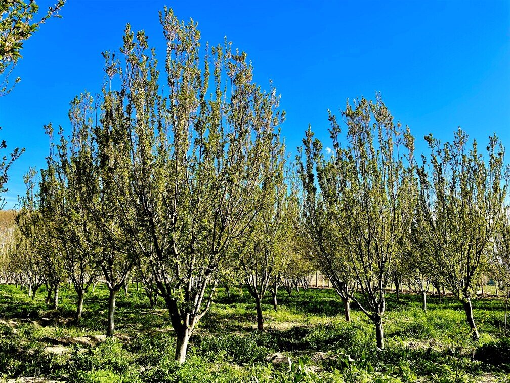 Horticulture
