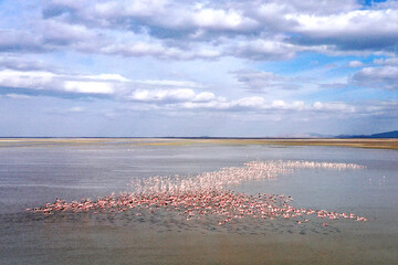 Migratory birds herald Lake Urmia coming back to life