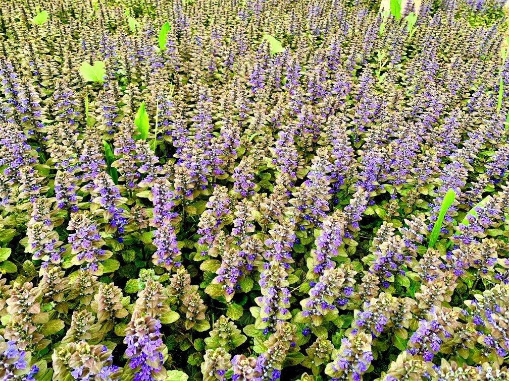 Ornamental plants