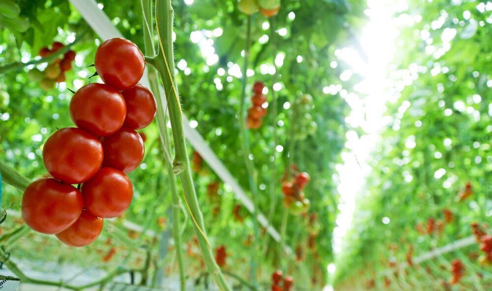 greenhouse