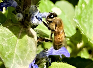 Honey production