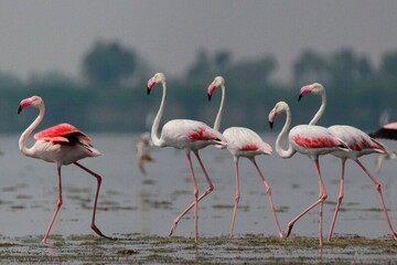 Flamingos flock to Zarivar Wetland in western Iran