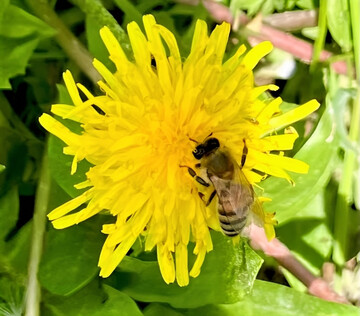 Honey production