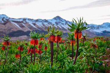 Inverted tulips in full bloom