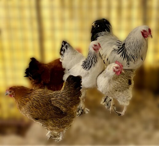 Chicken meat