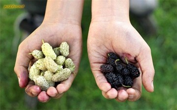Gonabad to host mulberry harvest festival