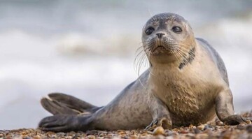 National plan being drafted to protect Caspian seals, sharks