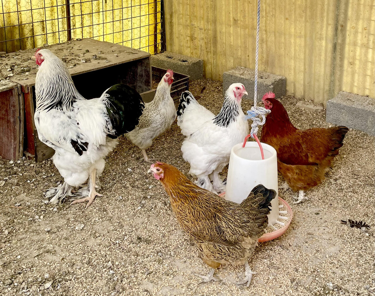 Chicken meat