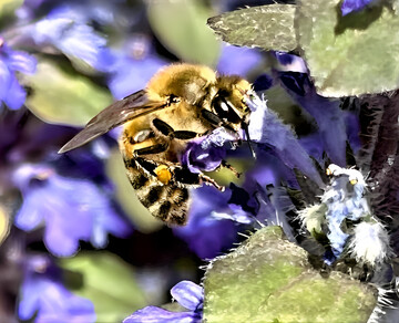 Honey production