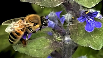 Honey production