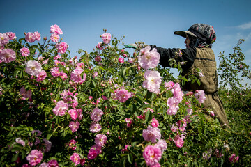 Rose harvest season starts in Iran