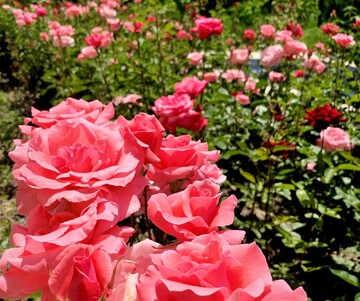 Flowers and ornamental plants