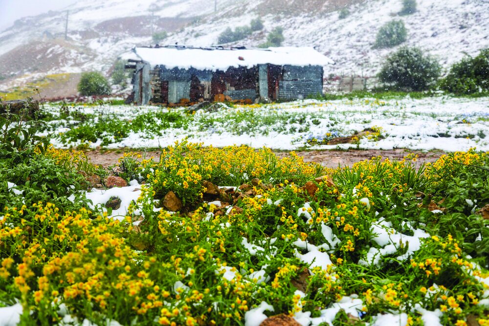 Surprise snowfall in spring