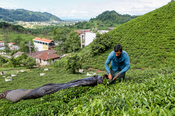 Tea harvest in Lahijan