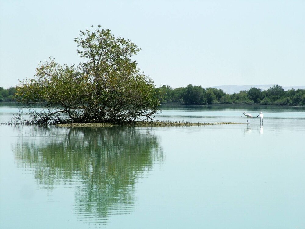 Some 100,000 mangrove saplings to be planted in 2 provinces