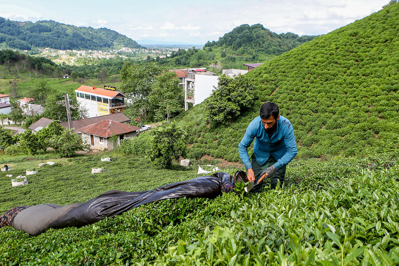 Tea harvest in Lahijan