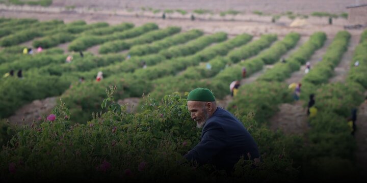 Blossoming beauty: rosewater festival is a place to be