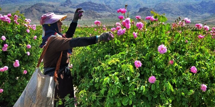 Blossoming beauty: rosewater festival is a place to be