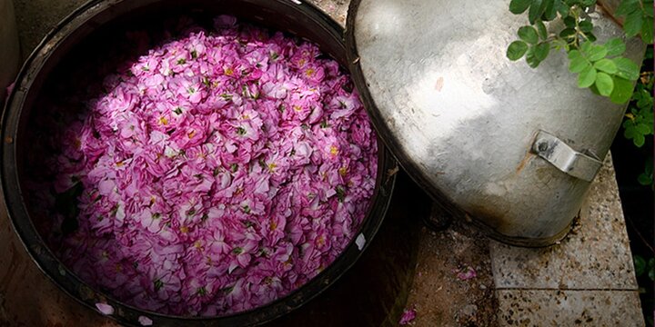 Blossoming beauty: rosewater festival is a place to be