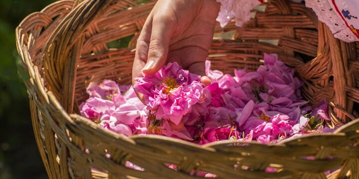 Blossoming beauty: rosewater festival is a place to be