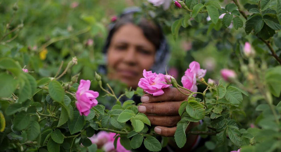 Blossoming beauty: rosewater festival is a place to be