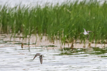 Migratory birds return to revived wetland