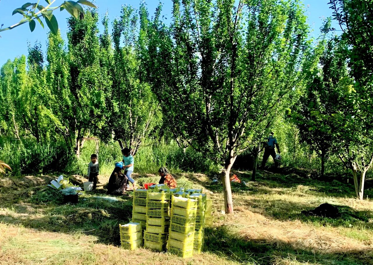 Agriculture