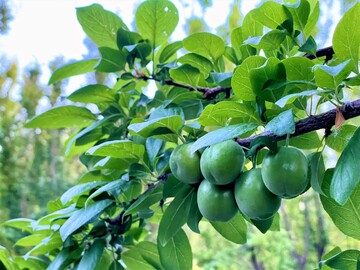 Agricultural products