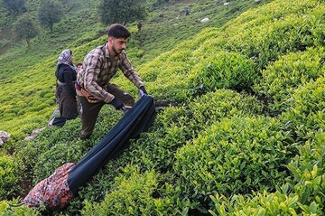 Tea festival